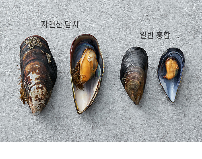 [만선] 자연산 담치 500g (생물) - 마켓컬리