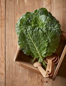 친환경 케일 2종