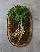 GAP 새싹삼 12뿌리