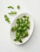 친환경 베이비 바질 10g