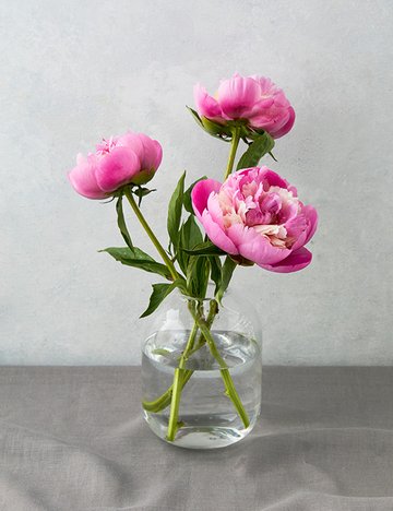 [농부의 꽃] 소르베 작약 3줄기