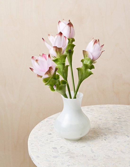 [농부의 꽃] 핑크 쿠르쿠마 4송이