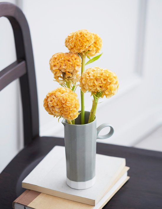 [농부의 꽃] 노랑 맨드라미 4대