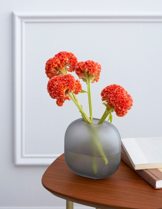 [농부의 꽃] 주황 맨드라미 4대