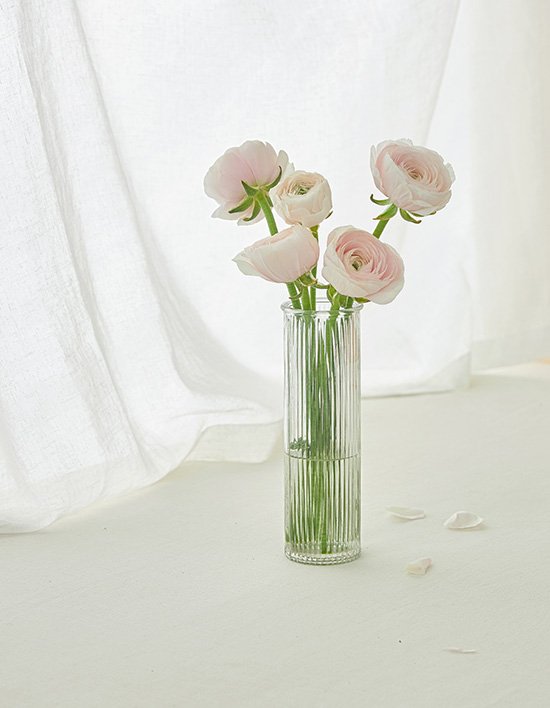 [농부의 꽃] 하노이 라넌큘러스 5송이